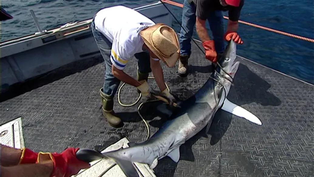 Blue Shark Fishing Charters