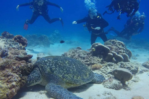 Dive Flinders Reef