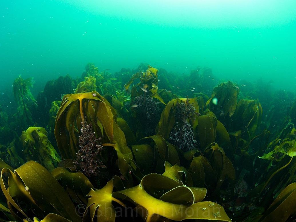 Red Sea Liveaboard Dive Trip