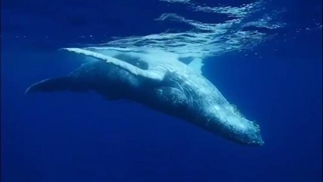 Whale Watching