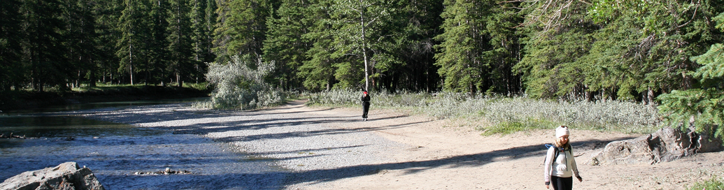 Summer Forest Bathing Retreats at Quantum Leaps Lodge