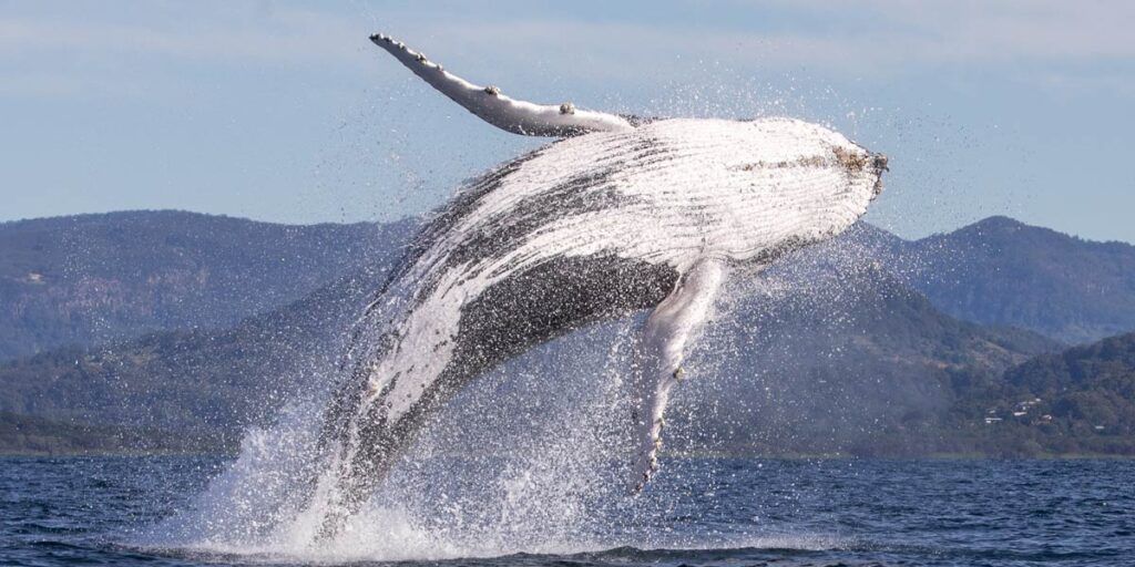 Byron Bay Whale Swim