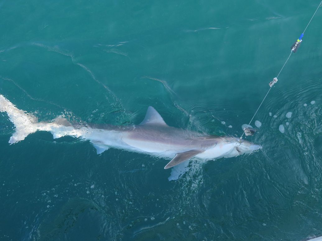 Fishing Trips & Deep Sea Charters in Poole, Dorset