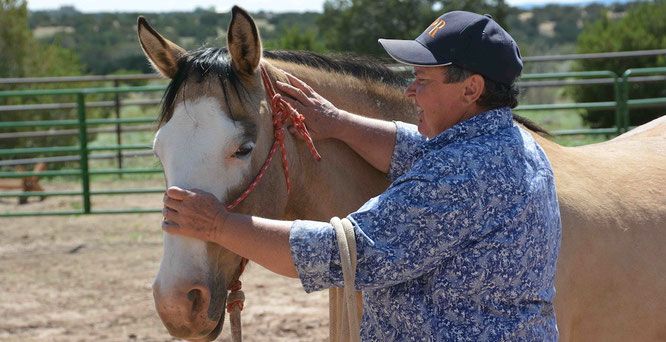 Equine Positional Release Classes