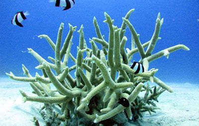 Guided Shore Dive - Saturday