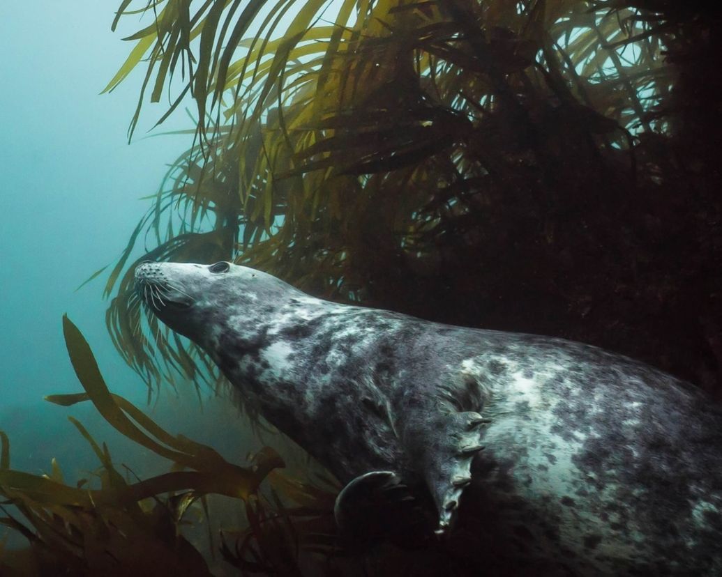 Seal Encounter Dive Trips
