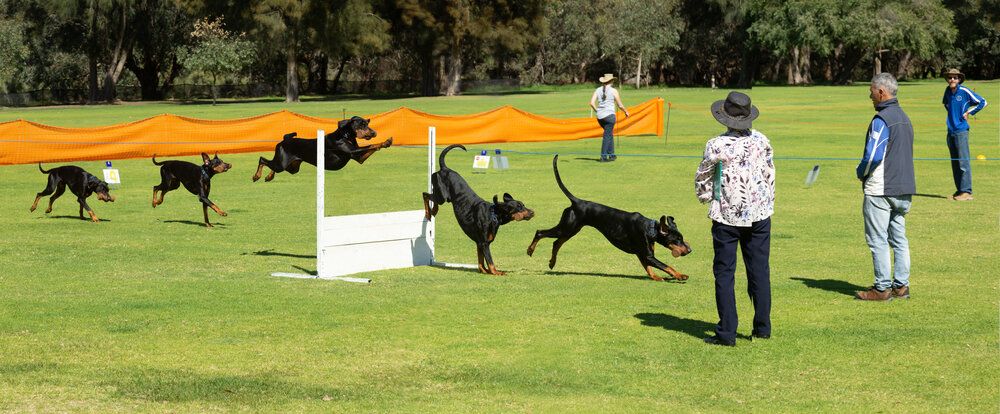Puppy Classes