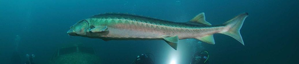 Diving at Capernwray