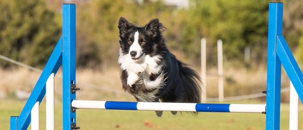 Cart Obedience Obedience Classes