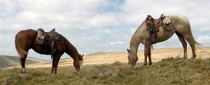 Western Experience Day with Cattle Work, Team Penning, and Ranch Sorting