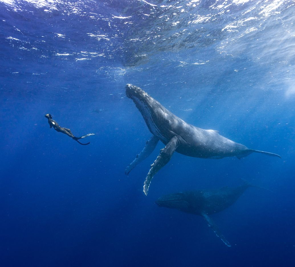 Freediving Family
