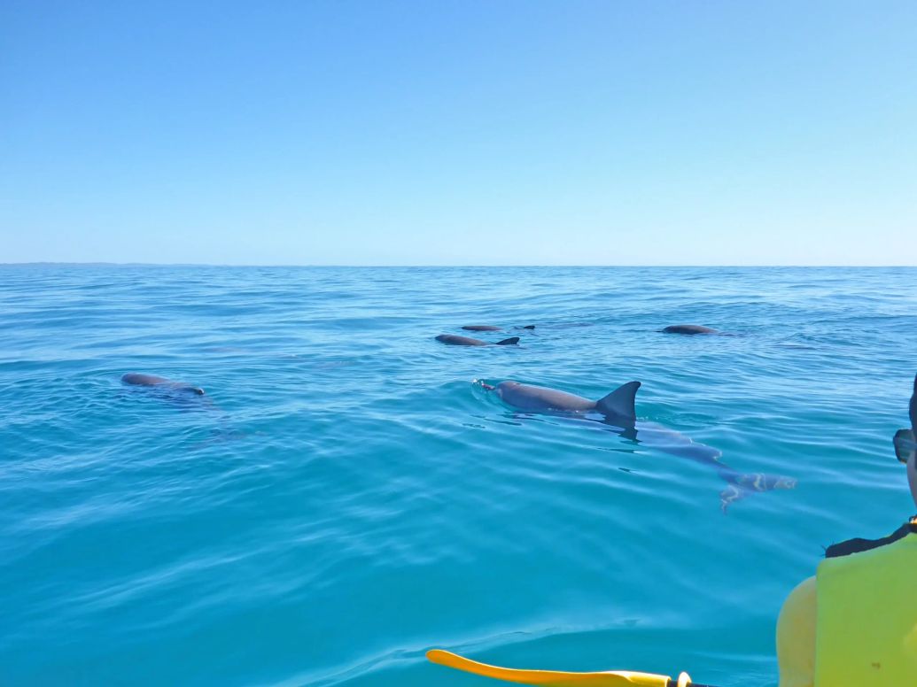 Kayak Tours & Surf Lessons