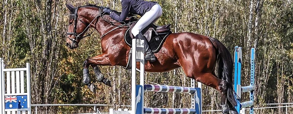 Horse Riding Camps and Clinics