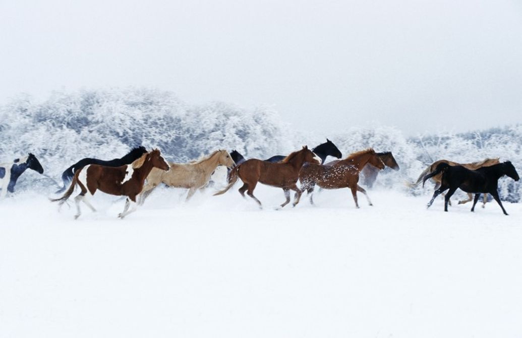 Horse Adventures - Horseback Riding at Historic Reesor Ranch