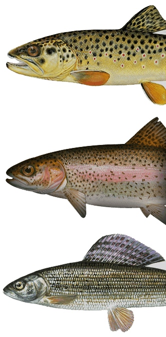 Trout and Grayling Fishing in Scotland