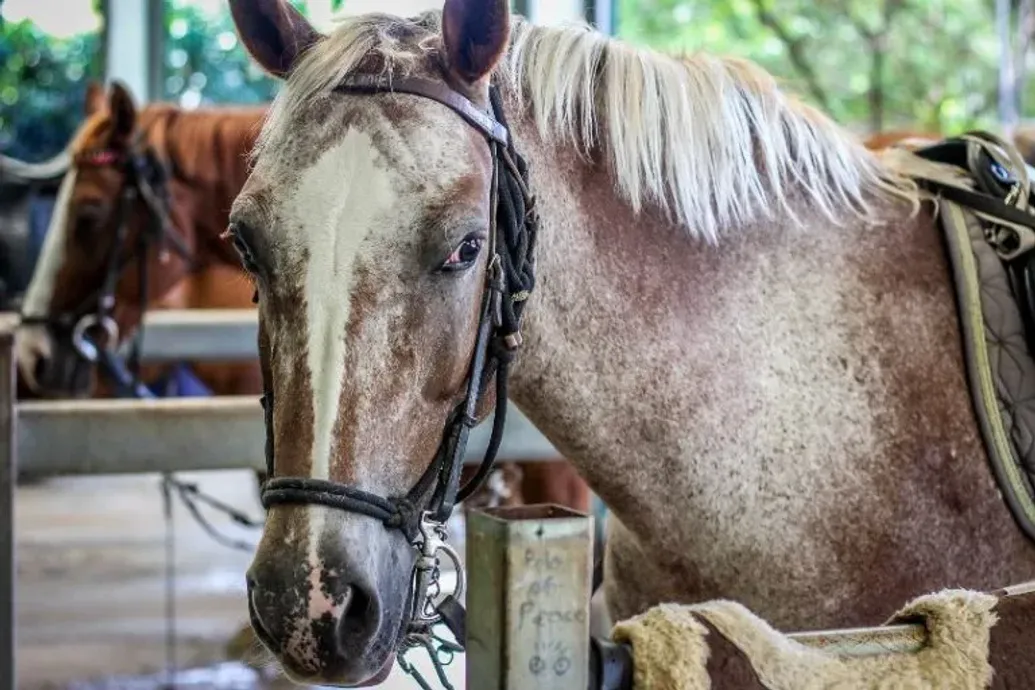 Horse Riding Gift Vouchers