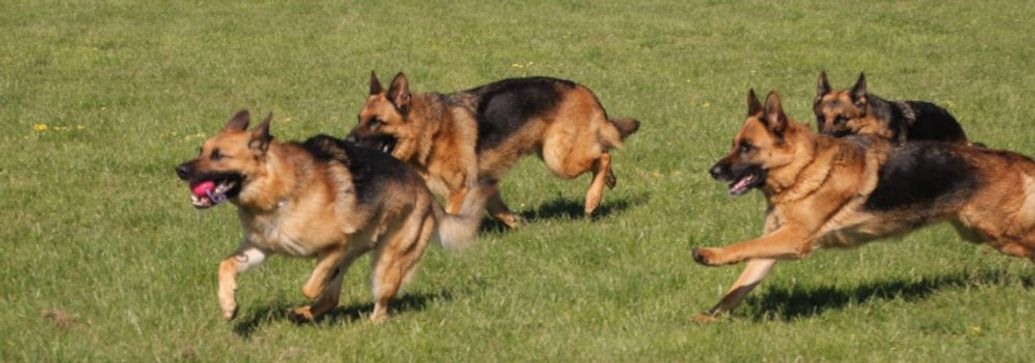 Eastern Branch My Shepherd, My Friend, My Responsibility